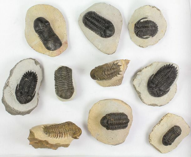 Lot: Assorted Devonian Trilobites - Pieces #76915